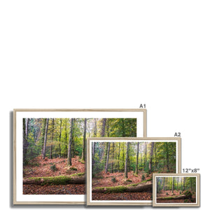 Tranquil autumn woodland