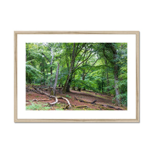 Deep forest landscape