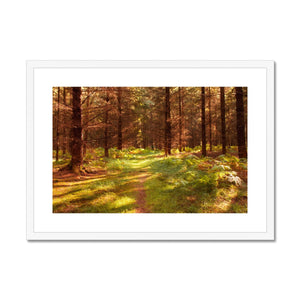 Forest 16 Framed & Mounted Print