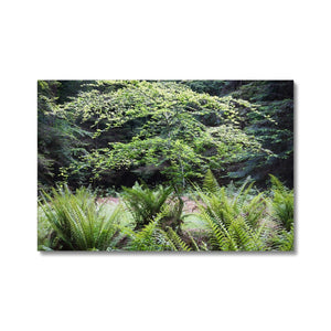 Baby Beech spring Canvas