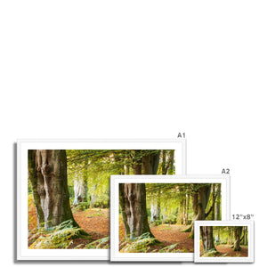 Forest 18 Framed Print