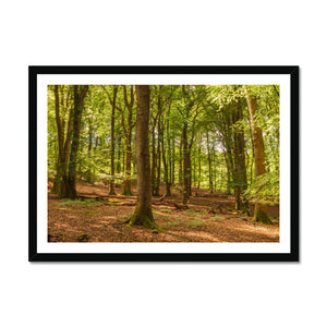 Forest 21 Framed Print