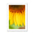 Sun Flower 4 Framed Print