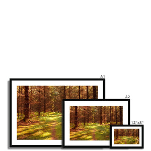 Forest 16 Framed & Mounted Print