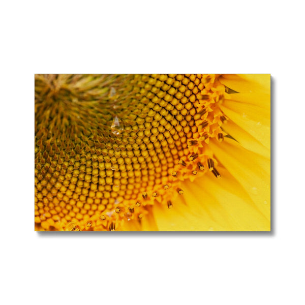 Sun Flower 3 Canvas