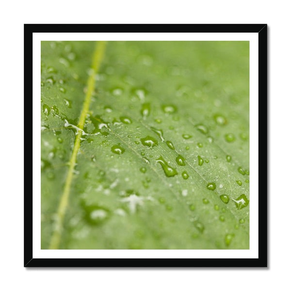 Leaf Macro 4 Framed Print