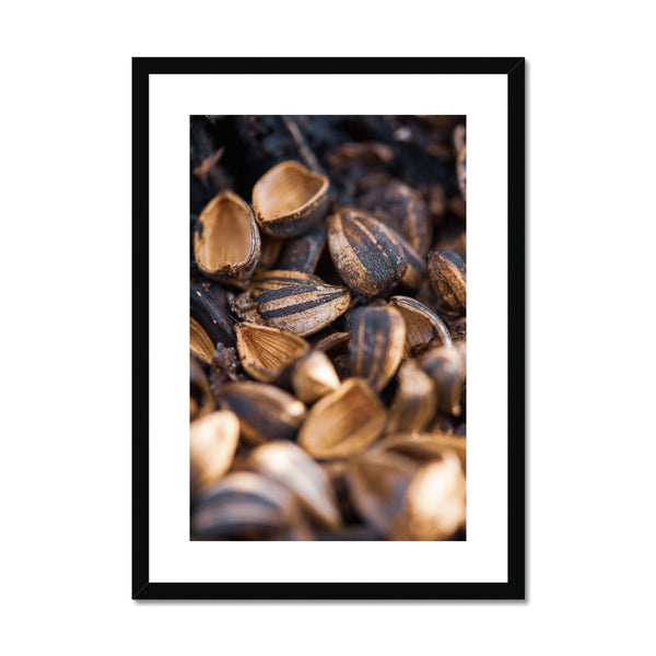 Sun Flower seeds 3 Framed & Mounted Print