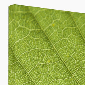 Leaf Macro 6 Canvas