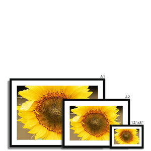 Sun Flower 2 Framed & Mounted Print