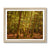 Forest 26 Framed Print