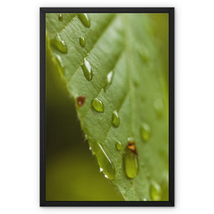 Leaf Macro 3 Framed Canvas