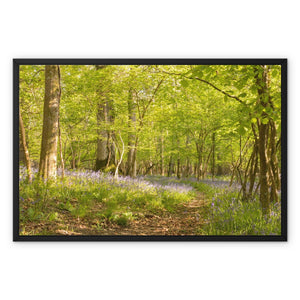 Bluebell path Framed Canvas