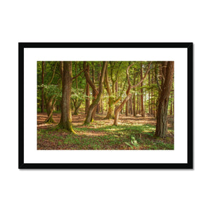 Forest 19 Framed & Mounted Print