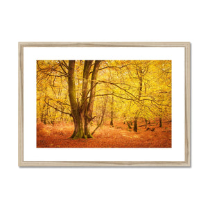 Forest 17 Framed & Mounted Print