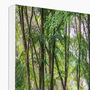 Bolderwood 2 Canvas