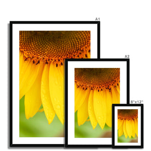 Sun Flower 4 Framed & Mounted Print