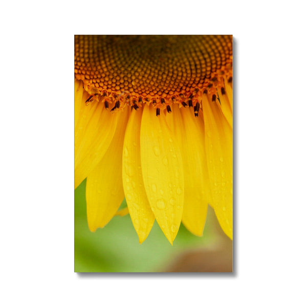 Sun Flower 4 Canvas