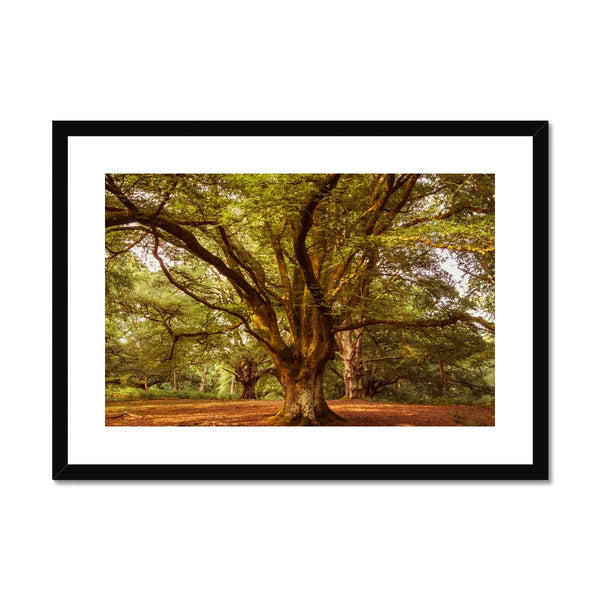 Forest 1 Framed & Mounted Print