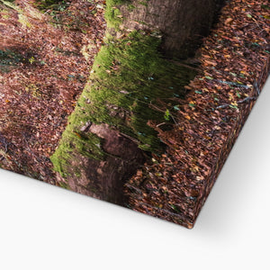 Tranquil autumn woodland