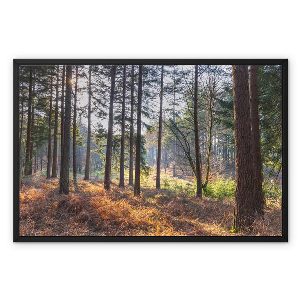 Bolder pines Framed Canvas