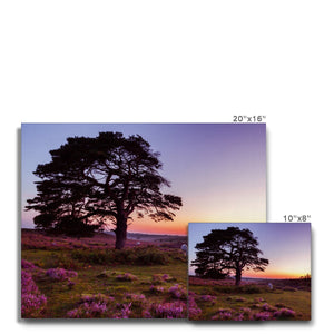 Forest 25 Canvas