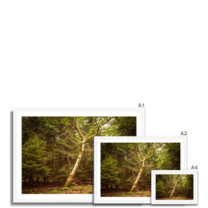 Forest 7 Framed Print