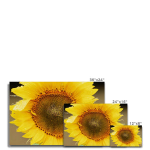 Sun Flower 2 Canvas