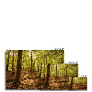 Forest 8 Canvas