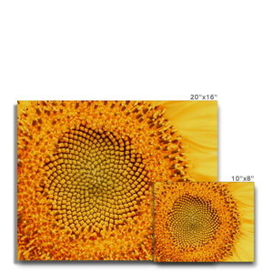 Sun flower 1 Canvas