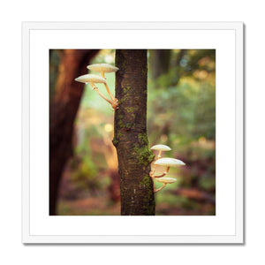 Forest 28 Framed & Mounted Print