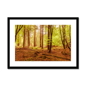 Forest 7 Framed & Mounted Print