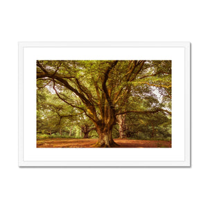 Forest 1 Framed & Mounted Print