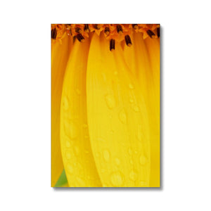 Sun Flower 4 Canvas