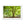 Emerald canopy forest scene
