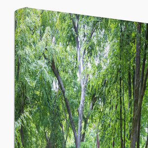 Deep forest landscape