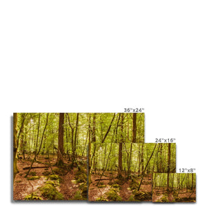 Forest 8 Canvas