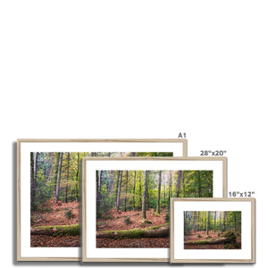 Tranquil autumn woodland