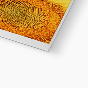 Sun flower 1 Canvas