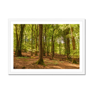 Forest 21 Framed Print