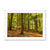 Forest 21 Framed Print