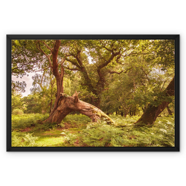 Forest 4 Framed Canvas