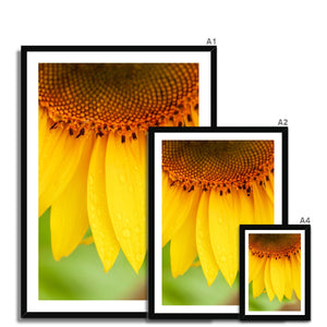 Sun Flower 4 Framed Print