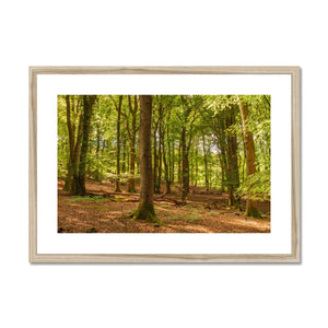 Forest 21 Framed & Mounted Print