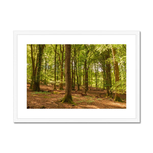 Forest 21 Framed & Mounted Print