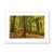 Forest 21 Framed & Mounted Print