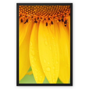 Sun Flower 4 Framed Canvas