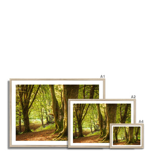 Forest 14 Framed Print