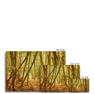 Forest 11 Canvas