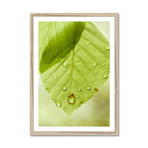 Leaf Macro 1 Framed Print