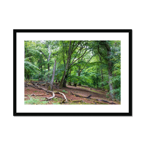 Bolderwood 1 Framed & Mounted Print